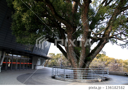熊本城公園 緑に囲まれた球場「リブワーク藤崎台球場」 熊本城公園 緑に囲まれた球場「リブワーク藤崎台球場」 136182582