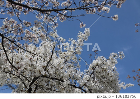 桜6 2021 桜6 2021 136182756