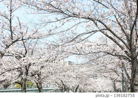 桜13 20201 桜13 20201 136182758