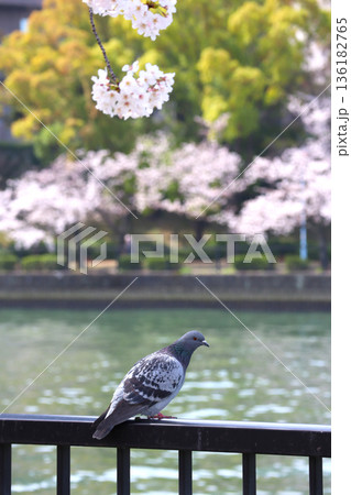 桜と鳩 136182765