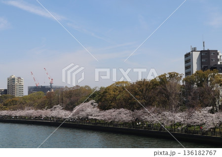 桜28 2021 桜28 2021 136182767