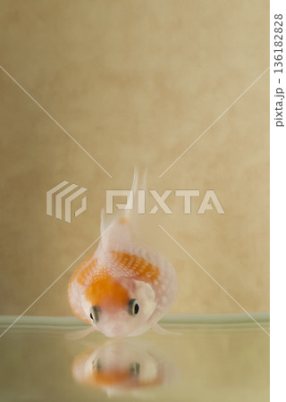 鏡に映る自分を見る金魚、ピンポンパール 136182828