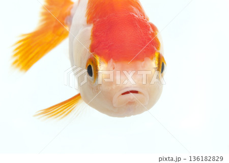 大顔面金魚、蘭中 136182829