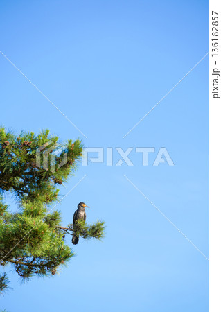 青空を背景に松の木の枝に止まるカワウ 136182857