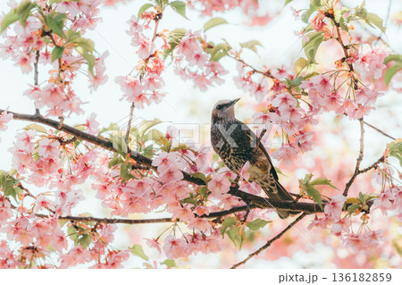 満開の河津桜の枝に止まるヒヨドリ-横写真1 満開の河津桜の枝に止まるヒヨドリ-横写真1 136182859