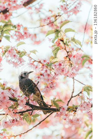 満開の河津桜の枝に止まるヒヨドリ-縦写真1 136182860