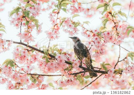 満開の河津桜の枝に止まるヒヨドリ-横写真3 満開の河津桜の枝に止まるヒヨドリ-横写真3 136182862