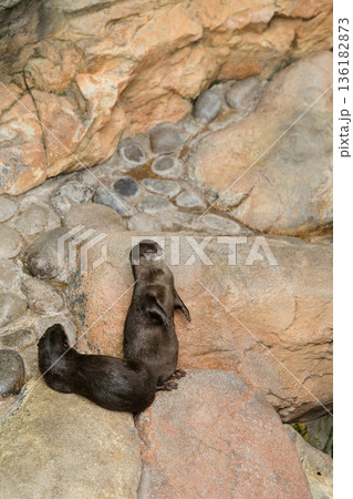 のんびりとくつろぐ2匹のカワウソ 136182873