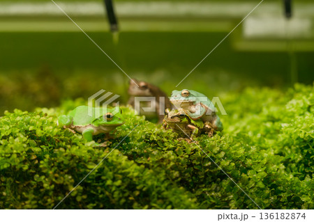 緑の苔の上にいるカエル 136182874