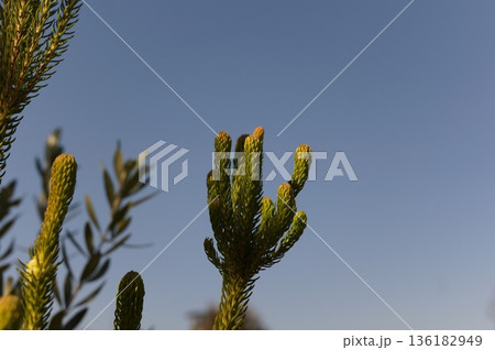 青空に伸びる南国風の植物 青空に伸びる南国風の植物 136182949