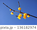 青空に映える蝋梅 136182974
