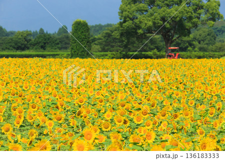 青空の下に広がる一面のひまわり畑（日本の夏風景） 136183333