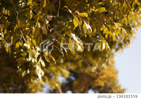 日を浴びる緑の葉 136183359