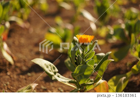 冬のオレンジ色の花 136183361