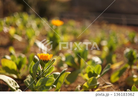 冬のオレンジ色の花 136183362