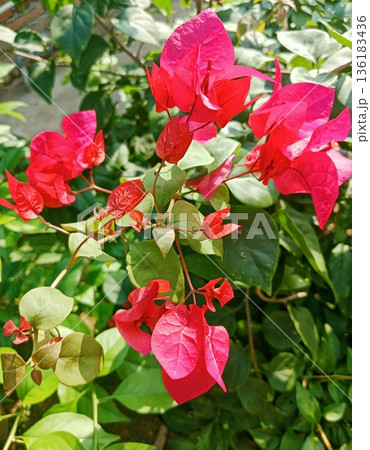 Bougenville flowers are also called paper flowers Bougenville flowers are also called paper flowers 136183436