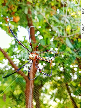 closeup of silk spider hanging in the nest 136183438