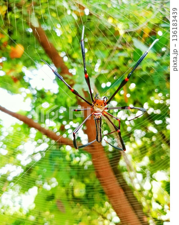closeup of silk spider hanging in the nest closeup of silk spider hanging in the nest 136183439