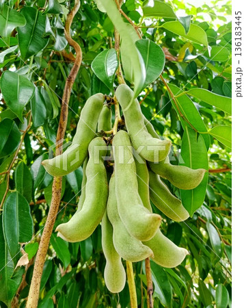 Green mucuna pruriens hanging from the stem Green mucuna pruriens hanging from the stem 136183445