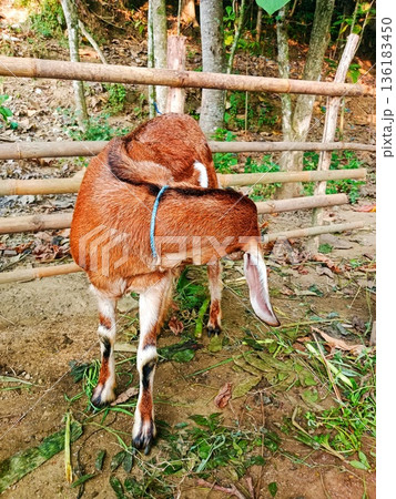 close up of Javanese goat outside the cage 136183450