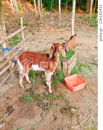 close up of two Javanese goats eating grass 136183451