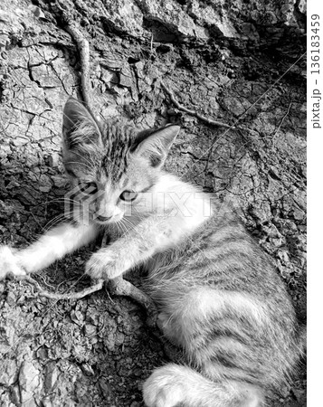 pet cat walking on a cliff pet cat walking on a cliff 136183459