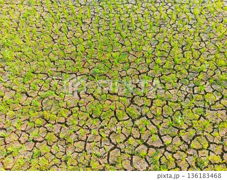 photo of dry rice fields with rice plants starting to wither 136183468