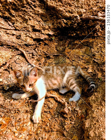 pet cat walking on a cliff 136183470