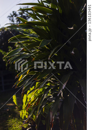 Dracaena Fragrans In Warm Evening Sunlight, A serene photo of Dracaena Fragrans in sunlight, green leaves catching golden hour glow in garden setting, home decor or tranquil plant documentary. 136183491
