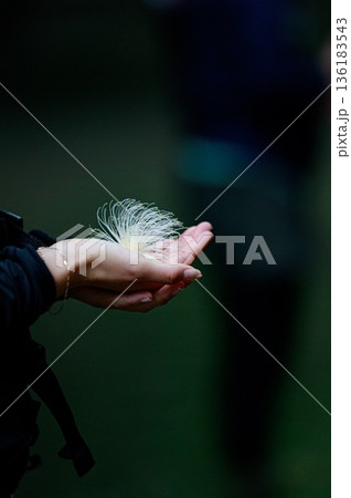 手のひらに咲くサガリバナ 136183543