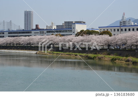 川沿いの桜並木 136183680