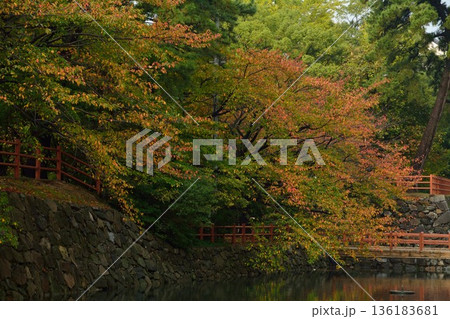 紅葉した桜 136183681