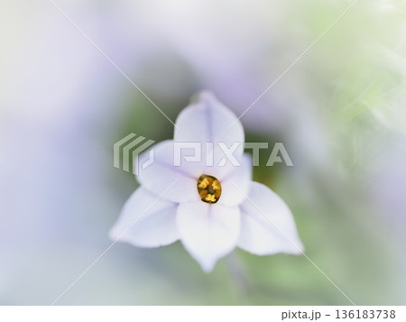 春の小さな花 136183738
