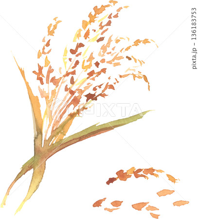 稲穂の水彩イラスト　ベクター 136183753