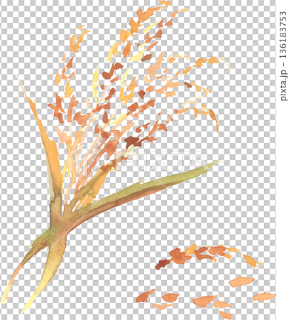 稲穂の水彩イラスト　ベクター 136183753