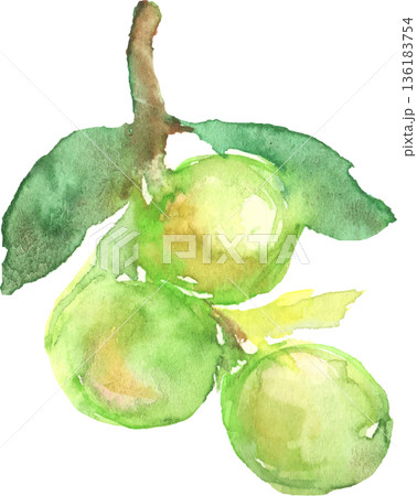 水彩で描いた梅の実のイラスト ベクター 水彩で描いた梅の実のイラスト ベクター 136183754