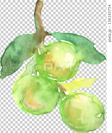 水彩梅花插圖向量圖 136183754