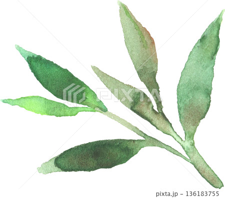水彩で描いたお茶の葉っぱのイラスト ベクター 水彩で描いたお茶の葉っぱのイラスト ベクター 136183755