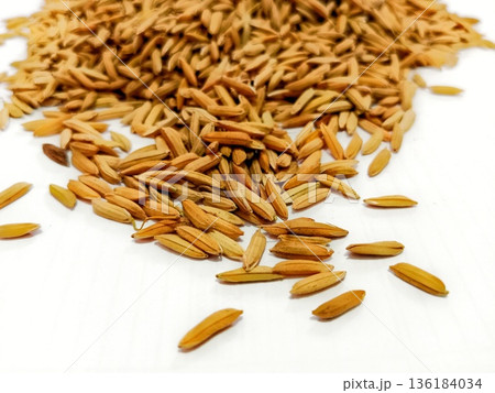 fresh grain rice just harvested from the rice fields 136184034