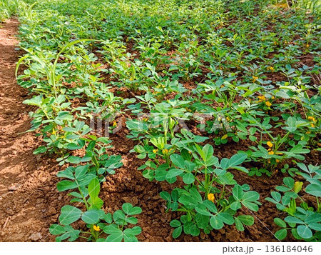photo of a peanut plantation that has just flowered 136184046