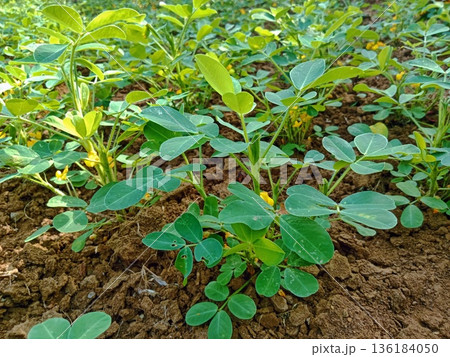 photo of a peanut plantation that has just flowered photo of a peanut plantation that has just flowered 136184050