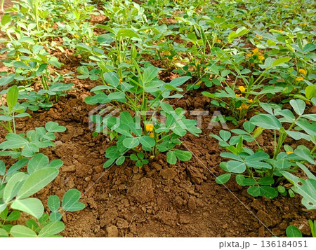 photo of a peanut plantation that has just flowered photo of a peanut plantation that has just flowered 136184051