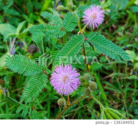 closeup photo of Mimosa pudica or shy princess flower 136184052