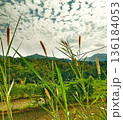 view of napier grass in rice fields with a mountainous background and a clear, cloudy sky 136184053