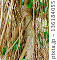 close-up view of exotic banyan tree roots 136184055