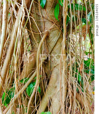 close-up view of exotic banyan tree roots 136184055