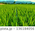 view of rice plants in rice fields with a backdrop of mountains in Gunung Kidul, Yogyakarta 136184056