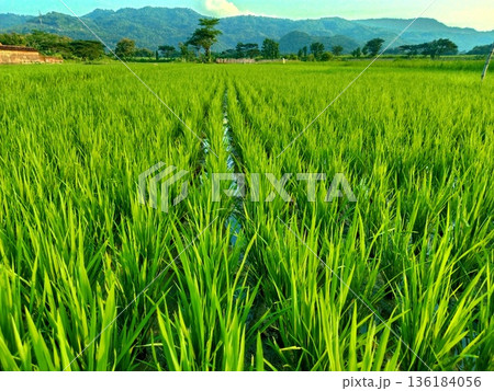 view of rice plants in rice fields with a backdrop of mountains in Gunung Kidul, Yogyakarta 136184056