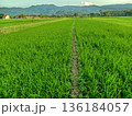 view of rice plants in rice fields with a backdrop of mountains in Gunung Kidul, Yogyakarta 136184057