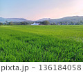 view of rice plants in rice fields with a backdrop of mountains in Gunung Kidul, Yogyakarta 136184058